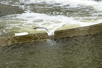 DSC_2590 (Large).JPG